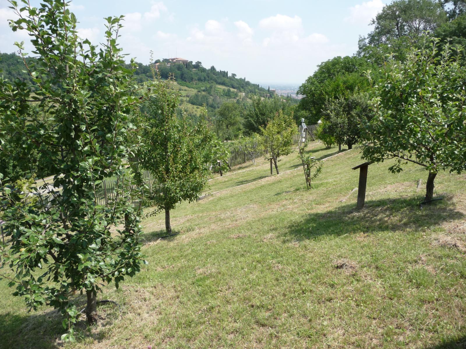 Fruit Garden In Villa Ghigi Naturvation Find best fruits wallpaper and ideas by device, resolution, and quality (hd, 4k) from a curated website list. fruit garden in villa ghigi naturvation